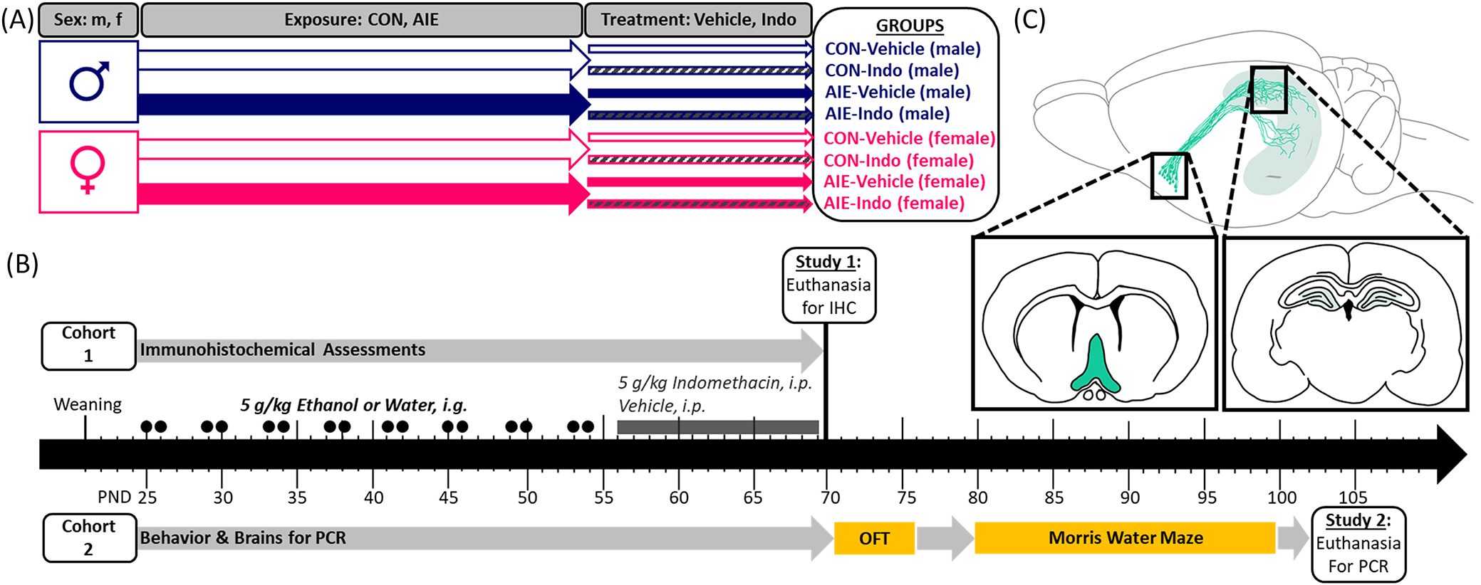 FIGURE 1