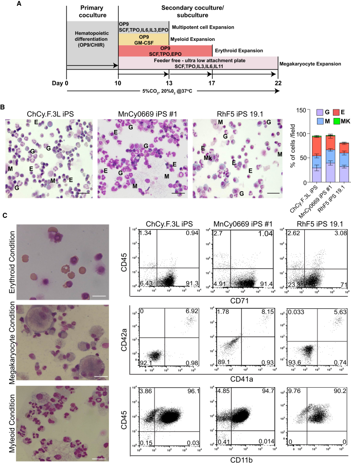 Figure 4