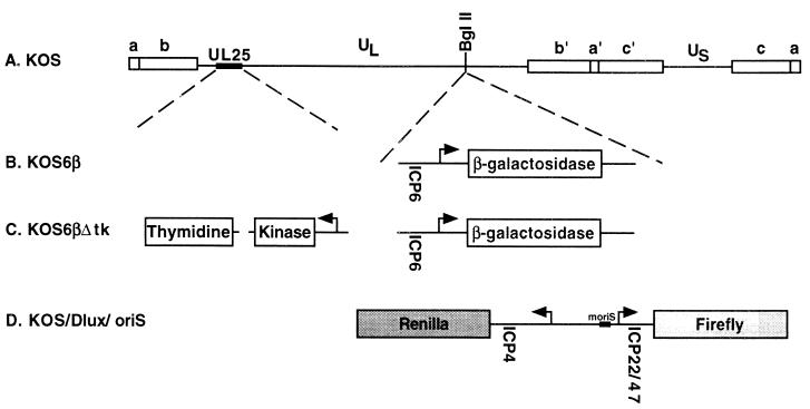 FIG. 1