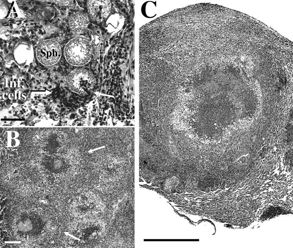 FIG. 8.