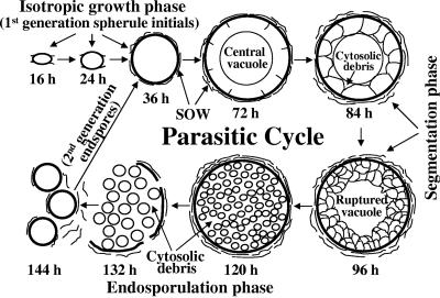 FIG. 1.