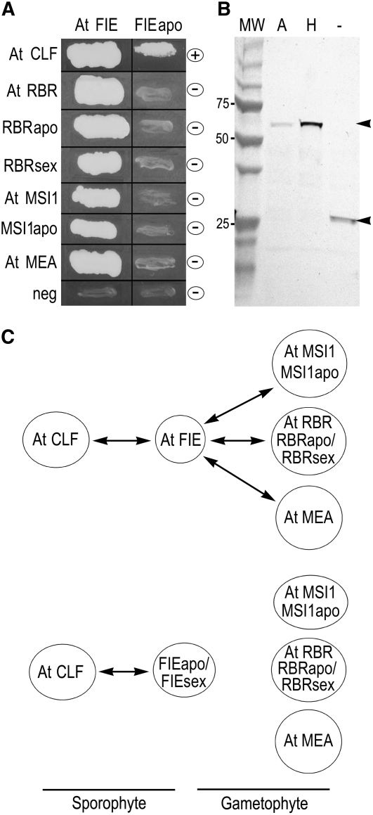 Figure 3.