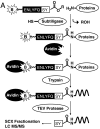 Fig. 1.
