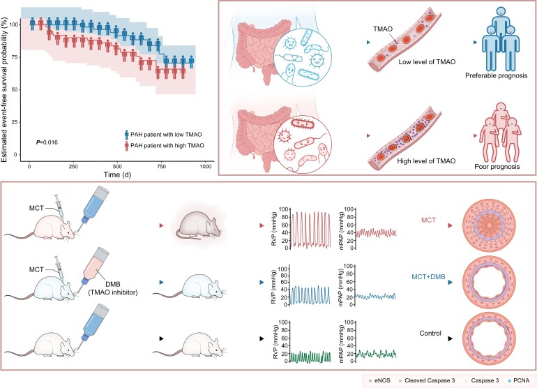 Graphical Abstract