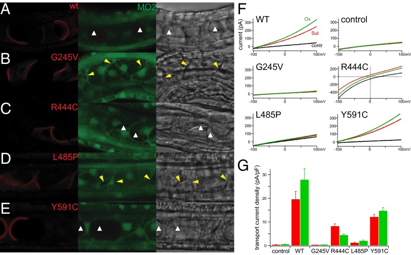 Fig. 4.