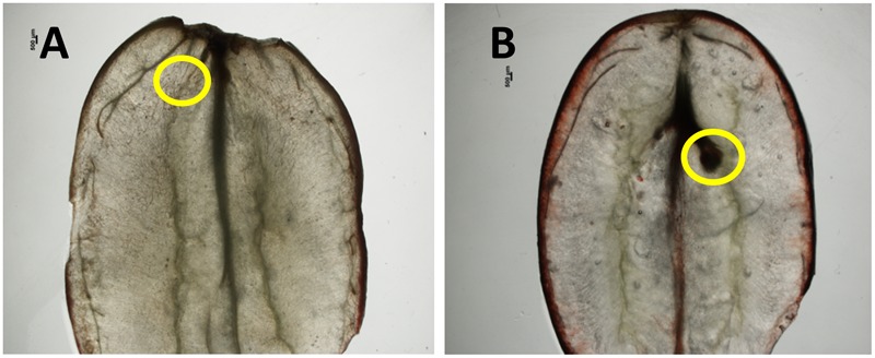 FIGURE 9