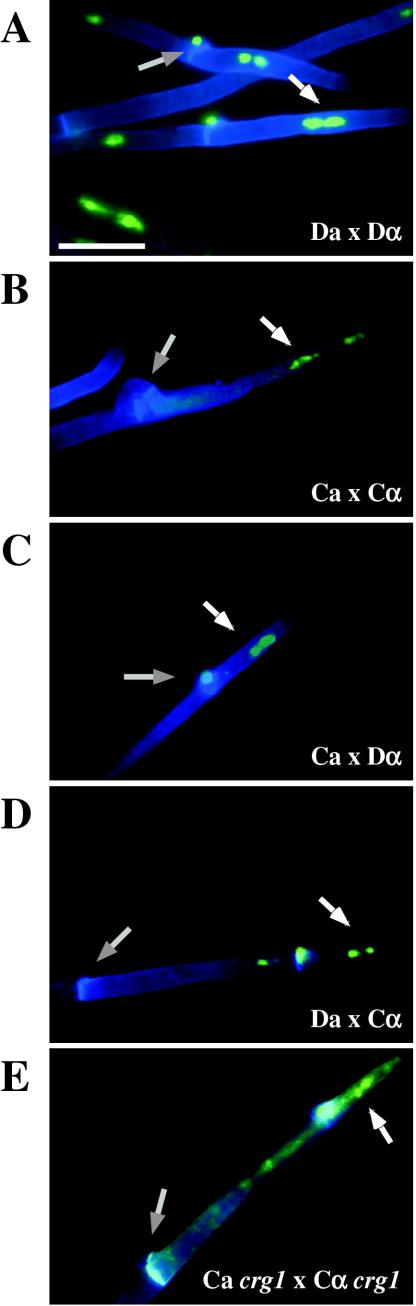 FIG.3.