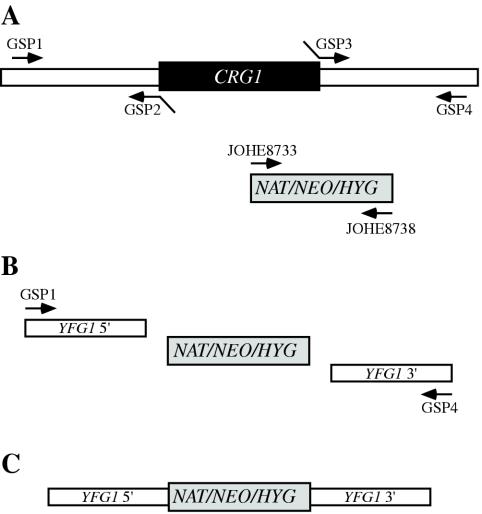 FIG. 1.