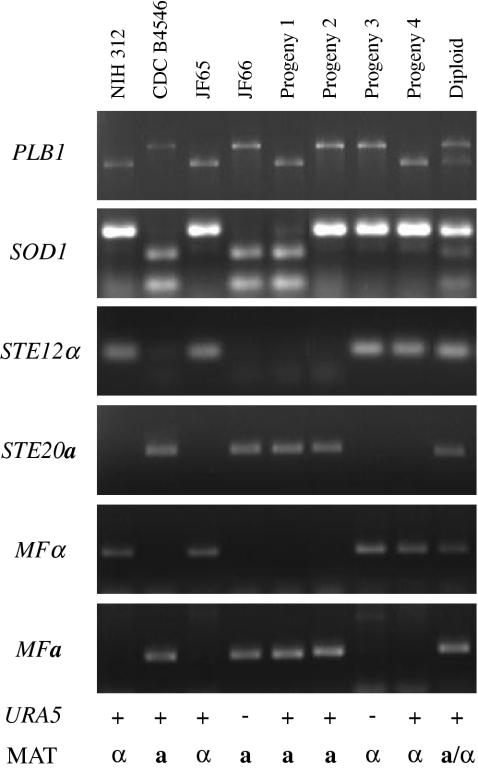 FIG. 5.