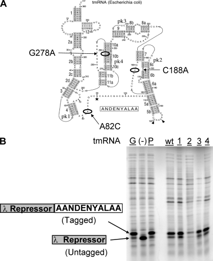 FIG. 5.