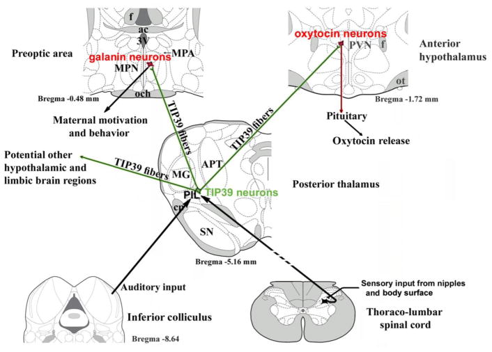 Fig. 5