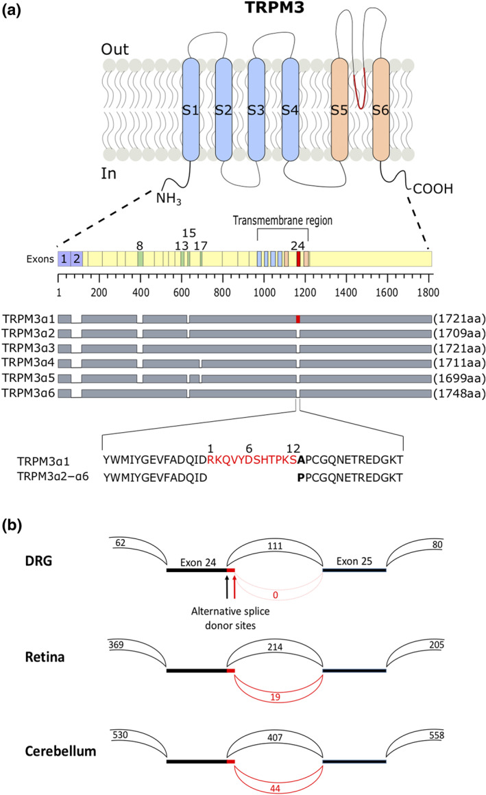 FIGURE 1