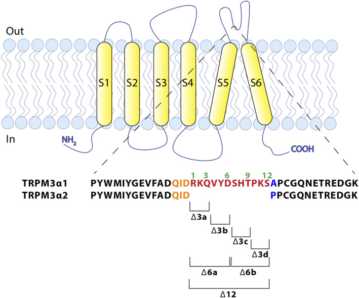 FIGURE 6