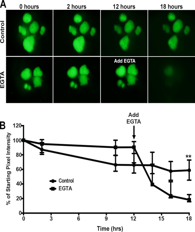 FIG 1