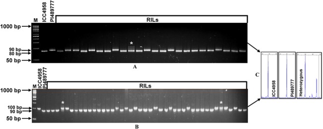 Fig 5