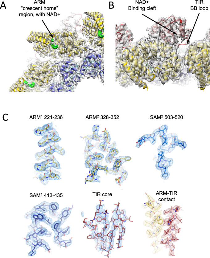 Figure 5—figure supplement 1.