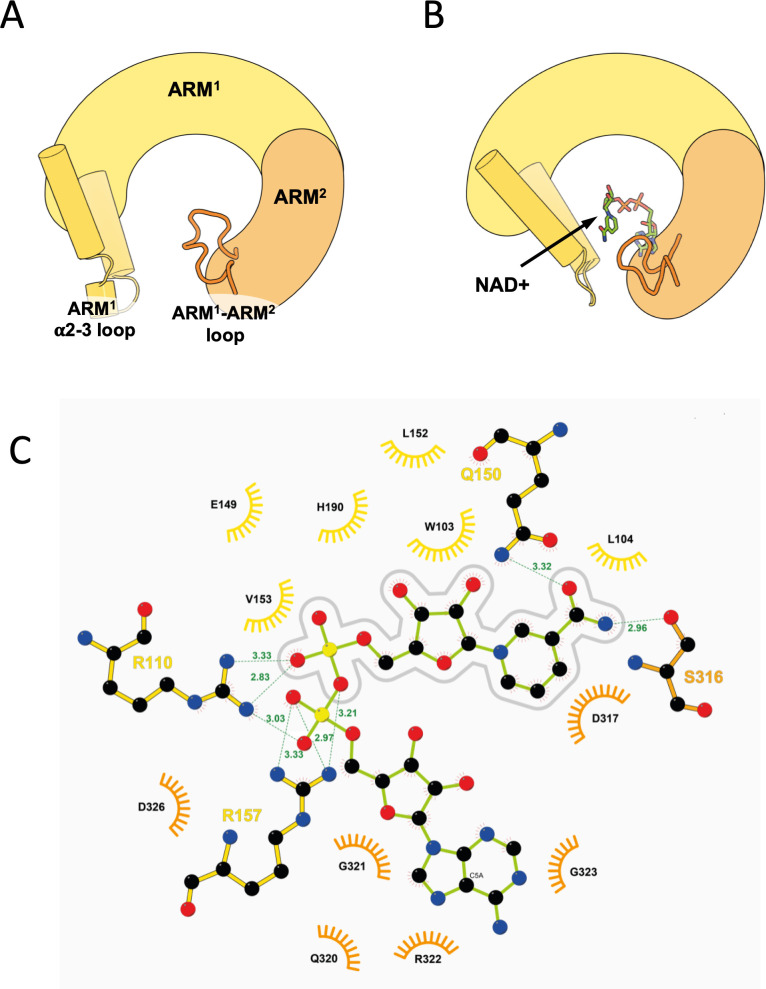 Figure 5—figure supplement 2.