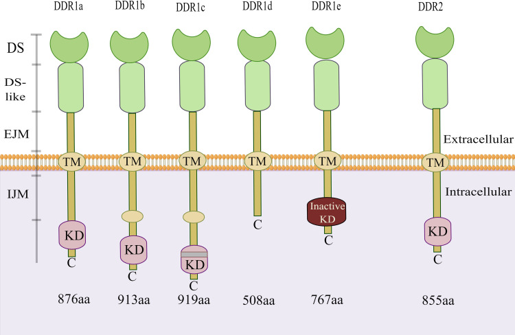 Figure 1