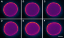 Figure 1—figure supplement 1.