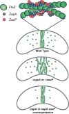 Figure 8