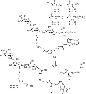 Scheme 1