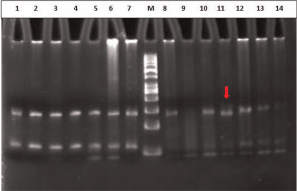 Figure 2B