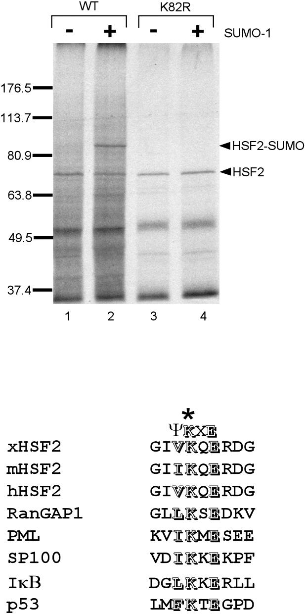 Fig 4.