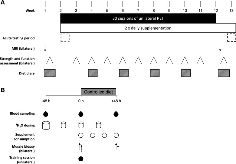 Daily Protein-polyphenol Ingestion Increases Daily Myofibrillar Protein 