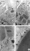 FIG. 7
