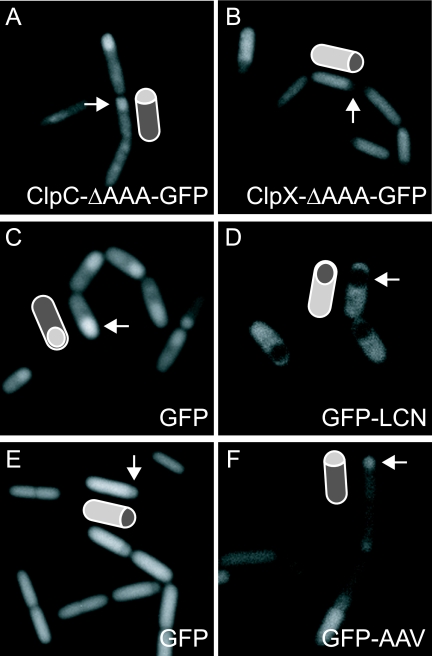 FIG. 5.