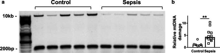 Fig. 5