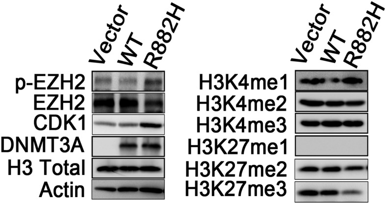 Fig. S5.