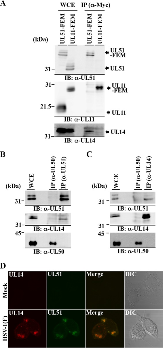 FIG 3