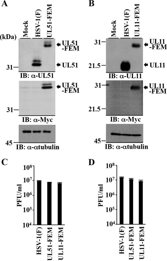 FIG 2