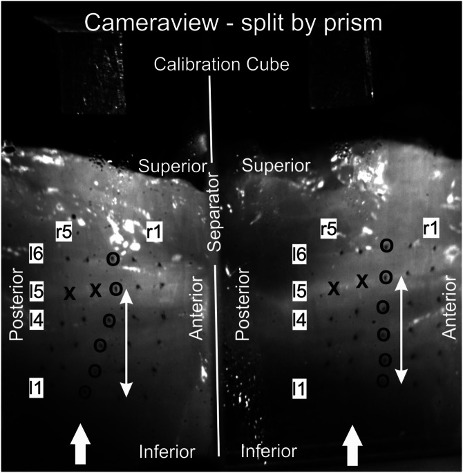 FIG. 2.