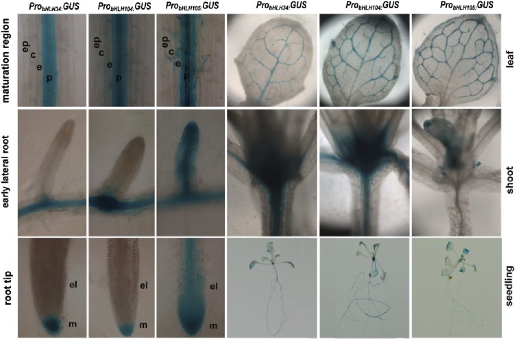 Figure 11.