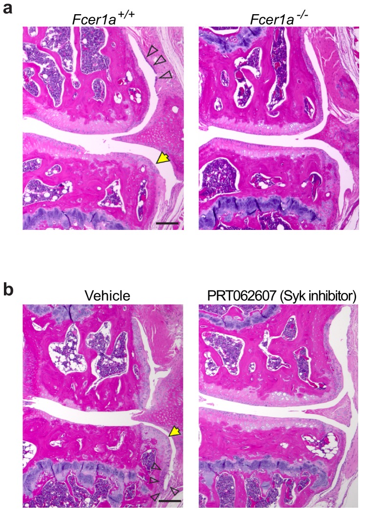 Figure 5—figure supplement 1.