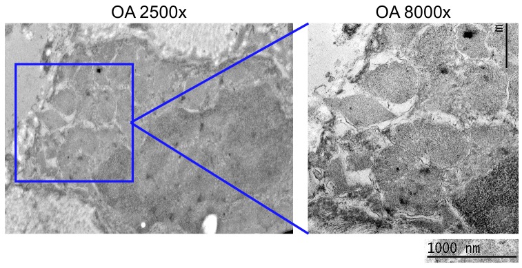 Figure 1—figure supplement 1.