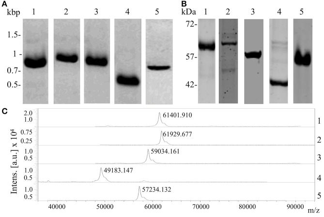 Figure 4