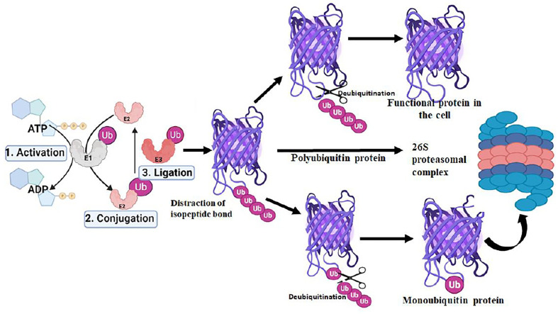 Figure 2