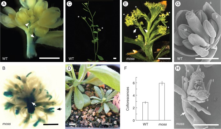 Fig. 1.