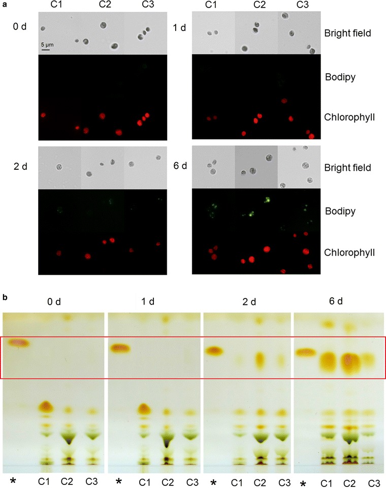 Fig. 1