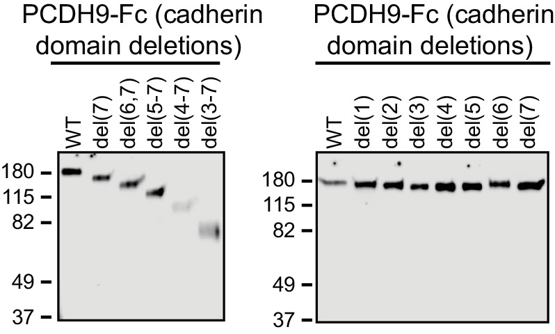 Figure 9—figure supplement 1.