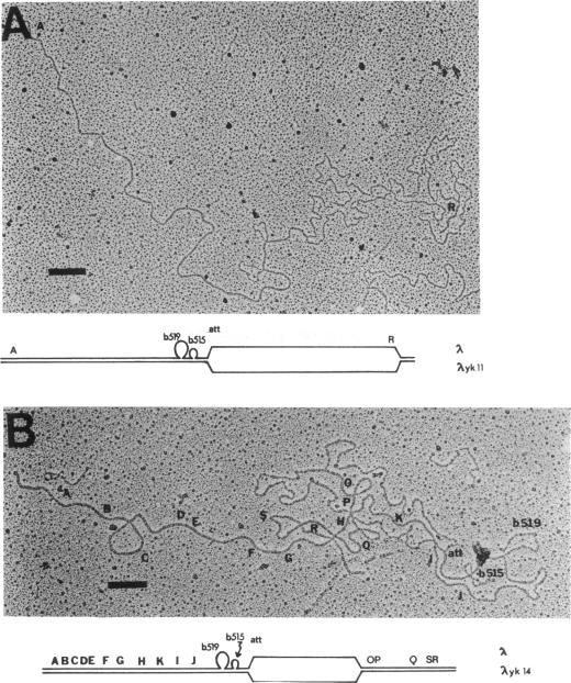 graphic file with name jbacter00330-0402-a.jpg