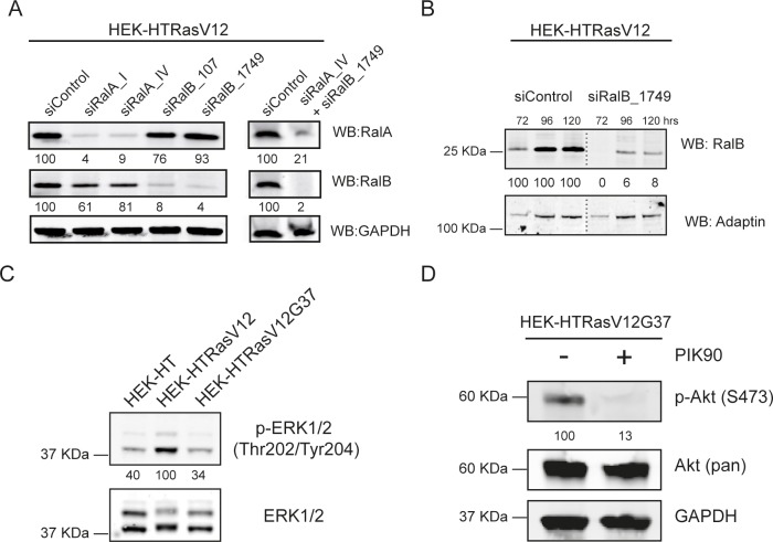 Figure 5—figure supplement 1.