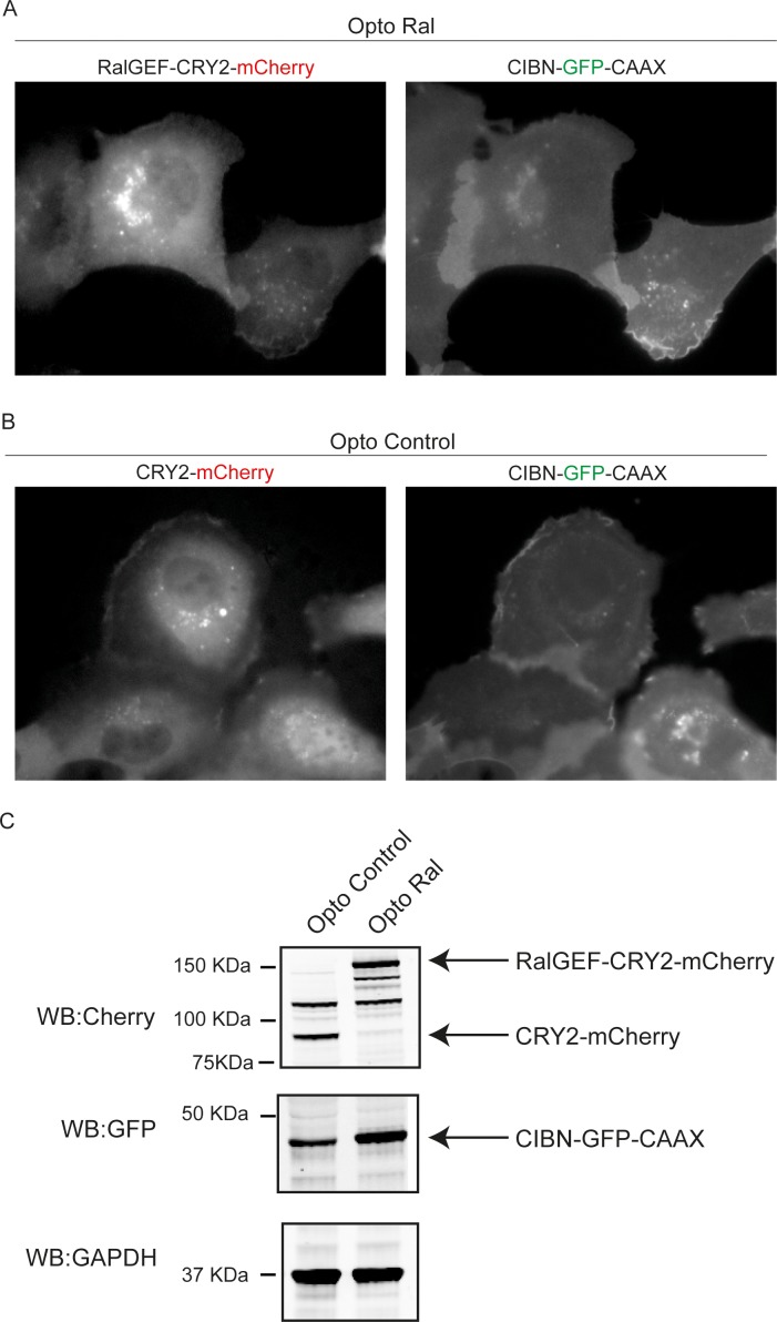 Figure 1—figure supplement 1.