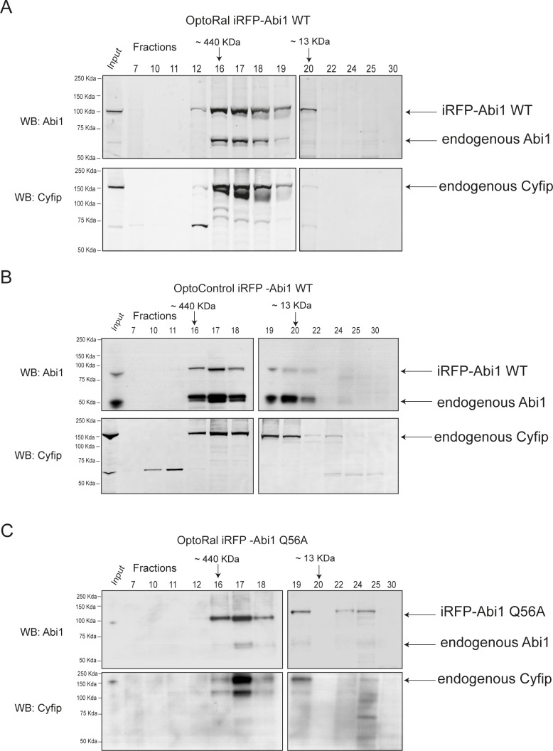 Figure 3—figure supplement 1.