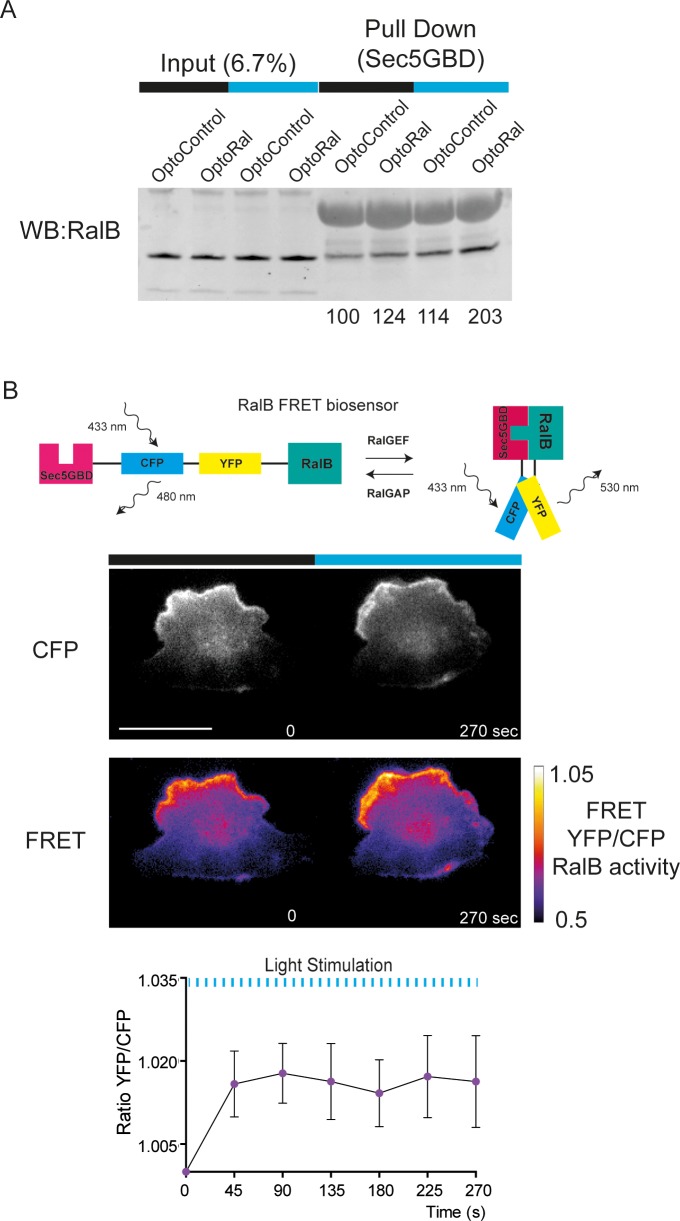 Figure 2—figure supplement 1.