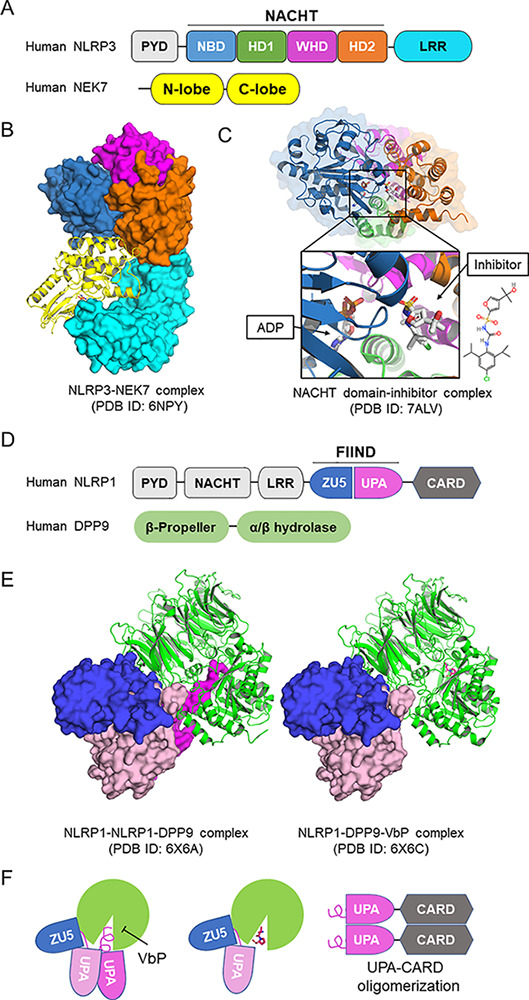 graphic file with name JEM_20211147_Fig1.jpg