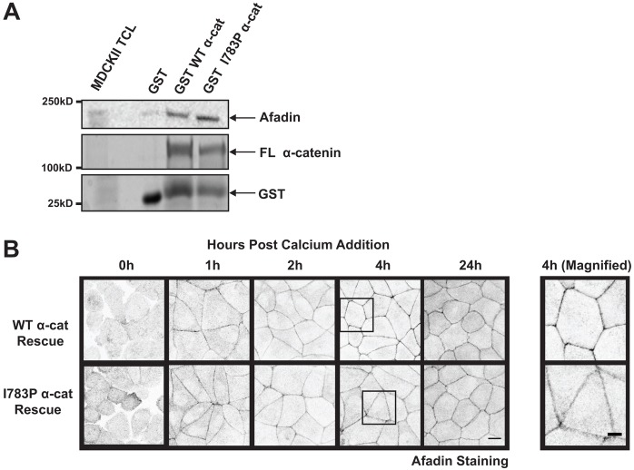 Fig. 6.